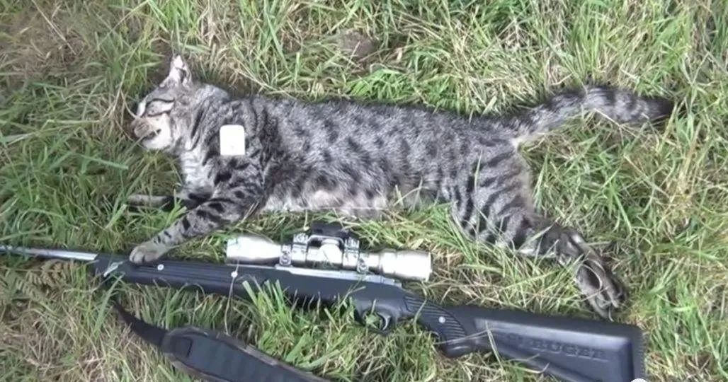 流浪猫的耳朵上为什么会缺了一角,流浪猫的耳朵上为什么会缺一角