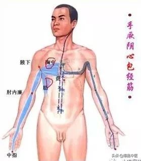 十二经筋连接动态图,十二经筋的图解