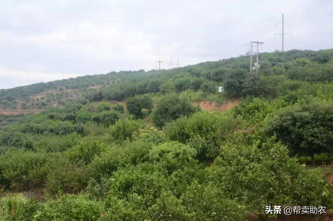 带有柠檬味的橙子,自带柠檬清香