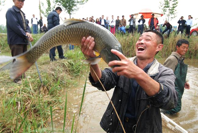 鲤鱼看鲤鱼,鲤鱼看虎鲸