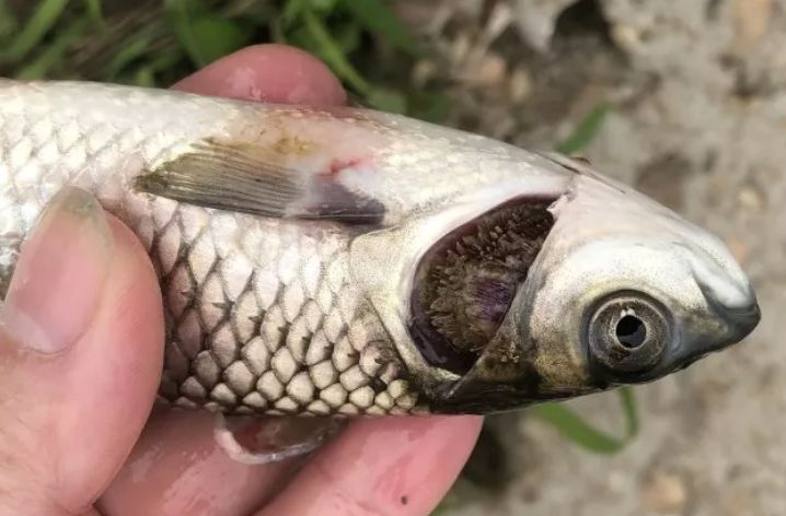 鱼得了败血症如何处理,鱼病毒性败血症的防治