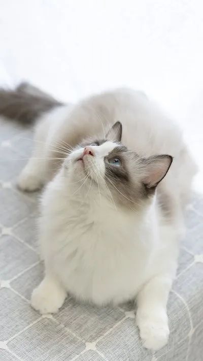 猫宫庄园•关于猫咪假孕你需要知道的事情