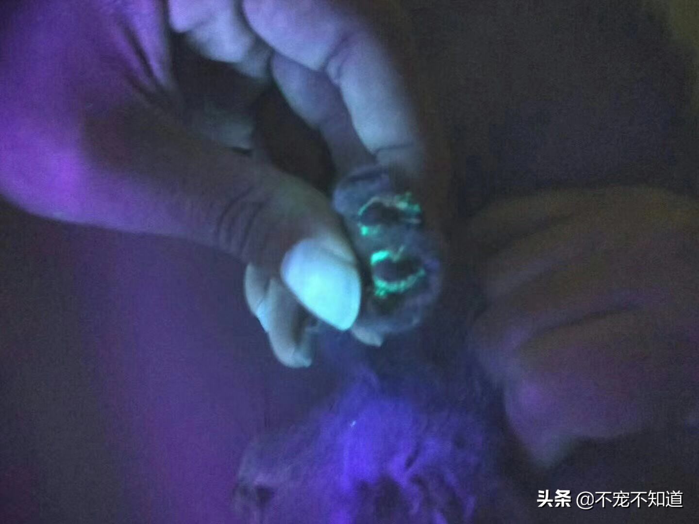 怎么判断猫癣是不是要好了,怎么快速辨别猫癣