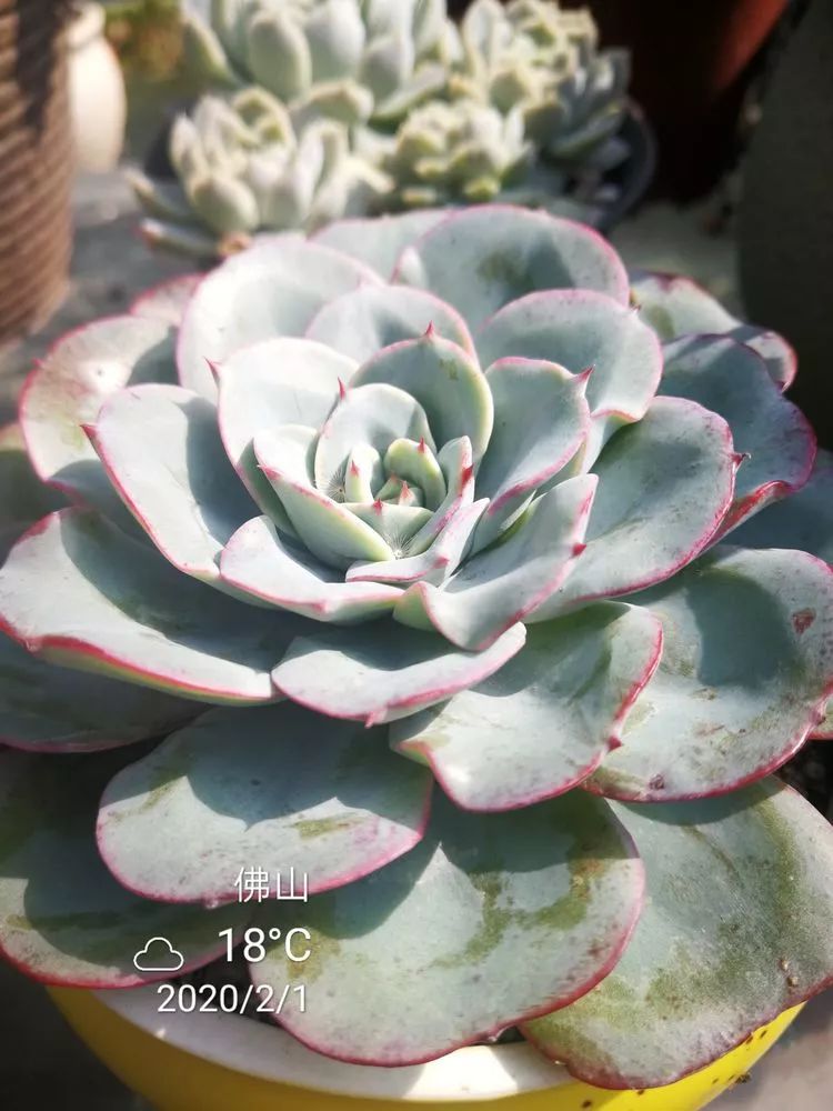 一杯清茶一道暖阳,一杯清茶温暖的时光