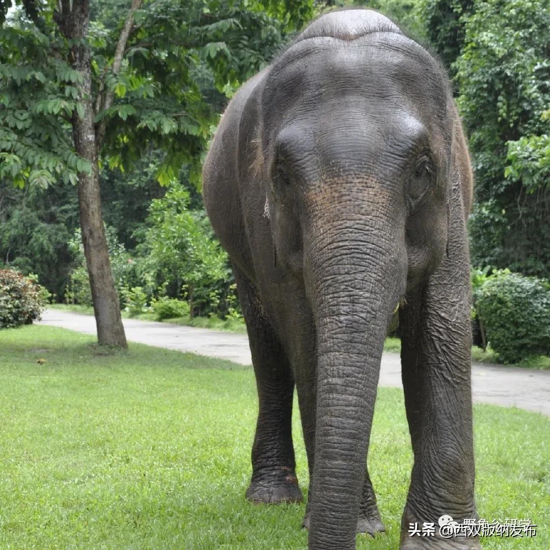 小象们你好英语,小象们