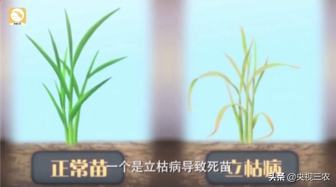 水稻倒伏怎么防止发芽,水稻可以用二甲四氯钠防止倒伏吗