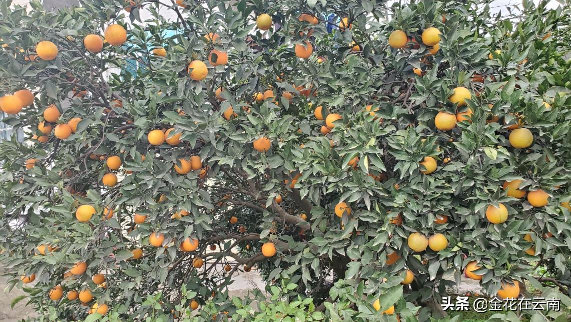 临近年关吃东西容易上火,就让这款小甜橙拯救一下