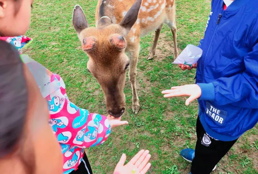神农架攻略书,重庆出发神农架三日自驾游攻略