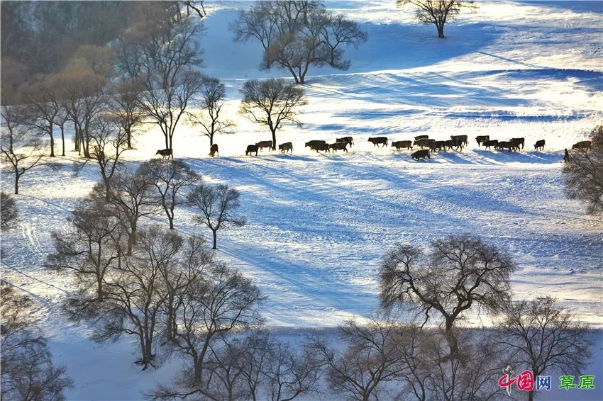 一起去看美丽的坝上草原,秋季坝上草原游记