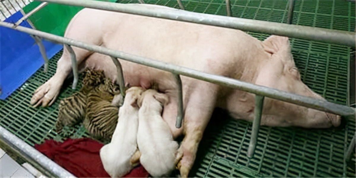 老虎被母猪养大视频,小老虎被猪妈妈养大
