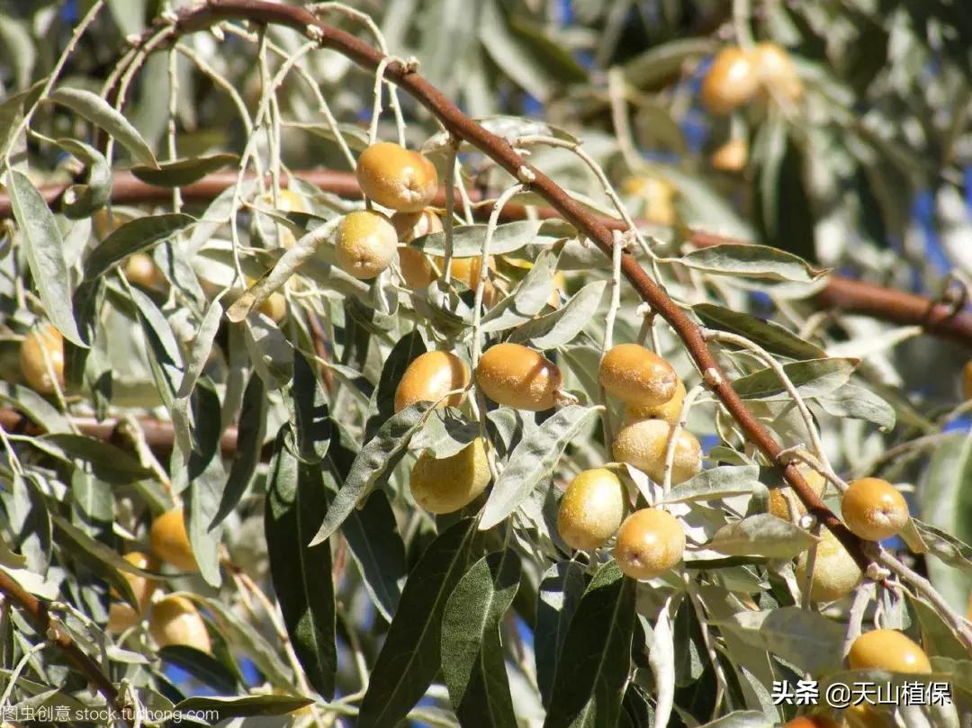 荒漠发现的生物,新疆戈壁滩常见低矮植物