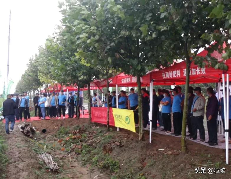 住商肥料“脲醛+”减肥增效中国行：大姜“吃”套餐