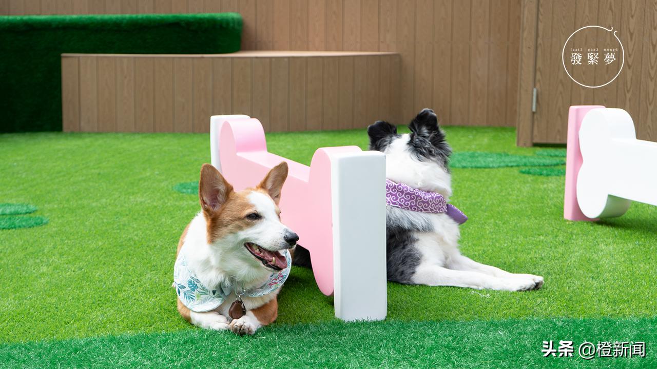 宠物狗带公园里遛需要注意什么,宠物公园开园仪式