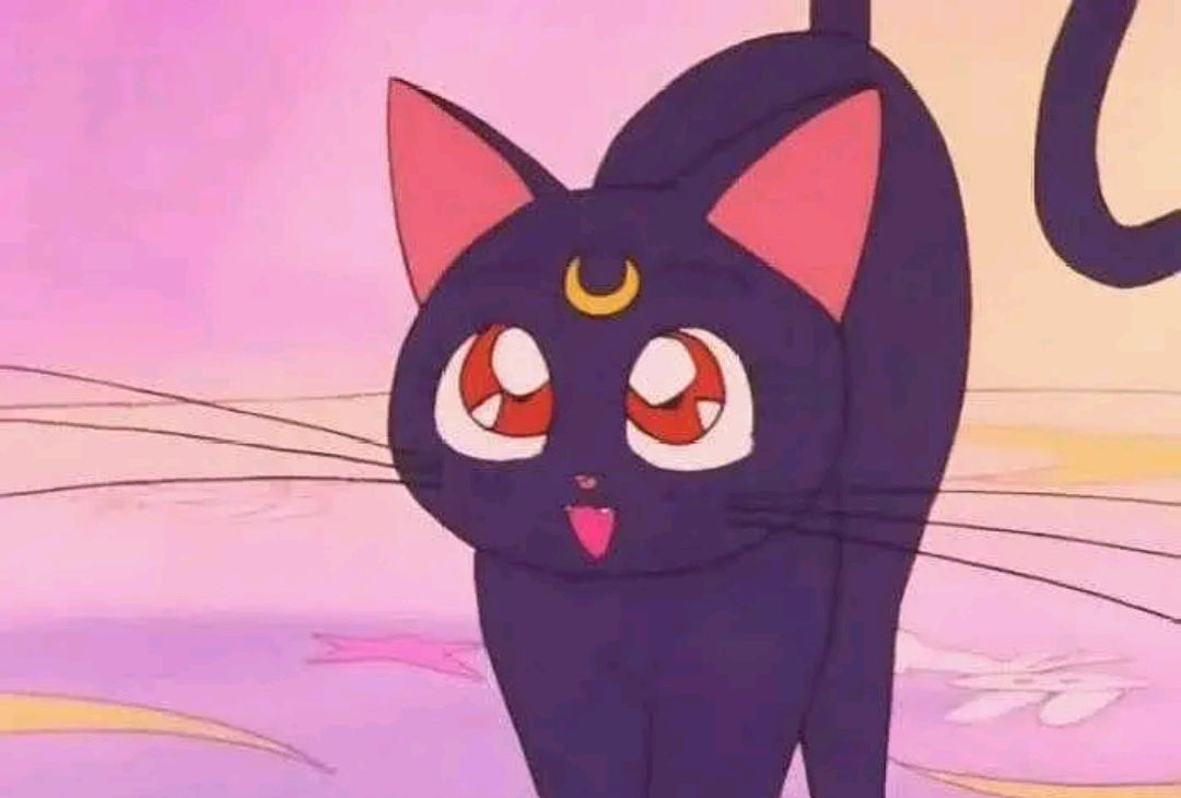 最可爱的动漫猫咪,云吸猫小猫视频