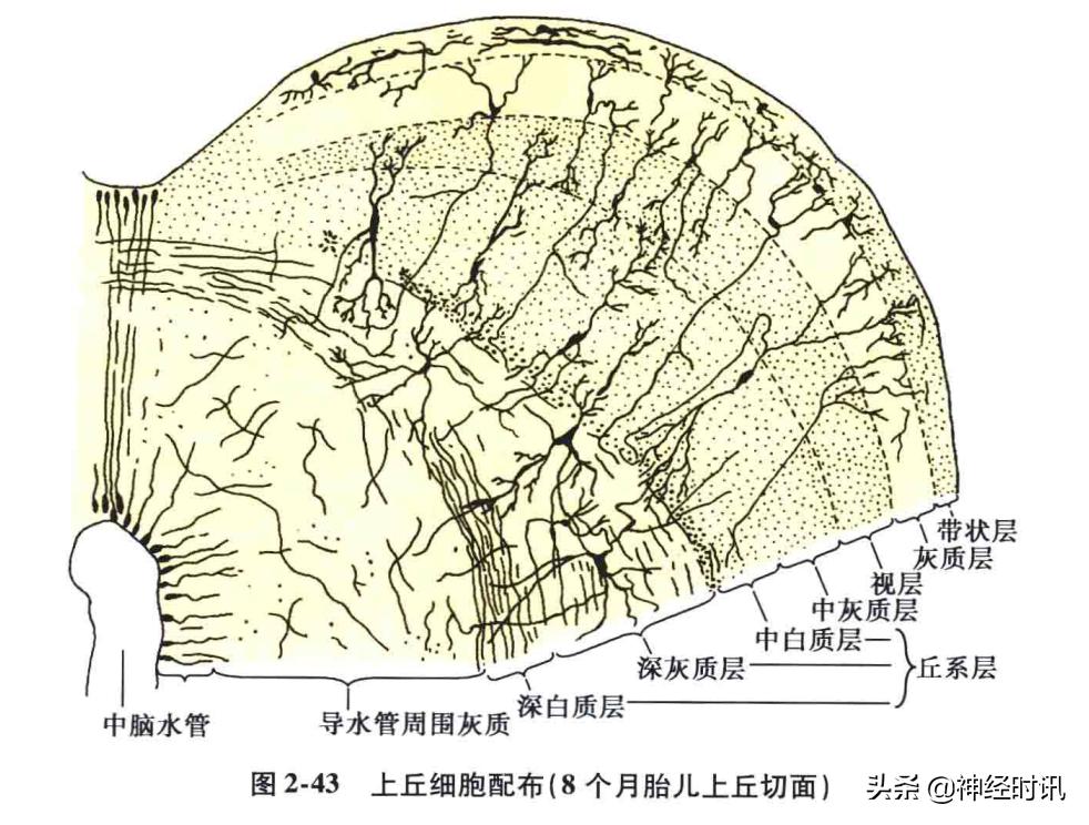 脑干解剖,脑干神经解剖