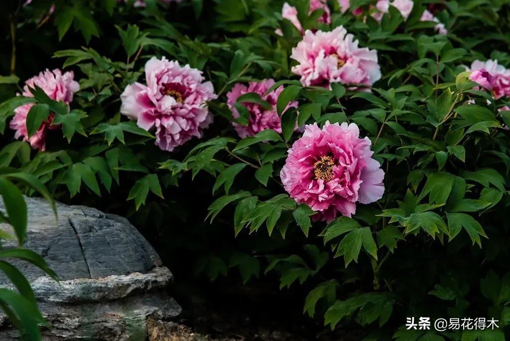 牡丹和观赏牡丹区别,牡丹的形态特征与什么花不同