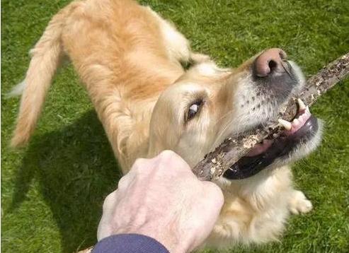 遇到凶猛的大狗如何应付,对付凶猛的狗最好的方法