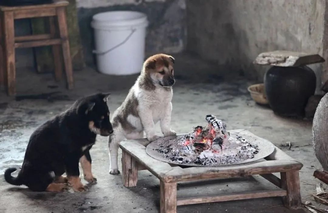 养狗注意事项萌宠指南,养狗人要了解的狗狗睡眠常识