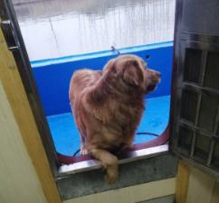 现在船上还养猫吗,国内船上能养狗吗
