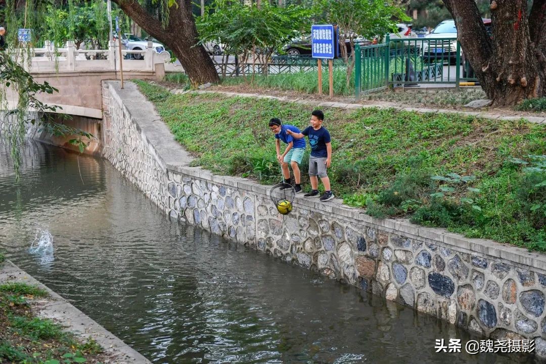 北京北坞公园里的京西稻又熟了,曾经只有皇上才能吃上这儿的大米