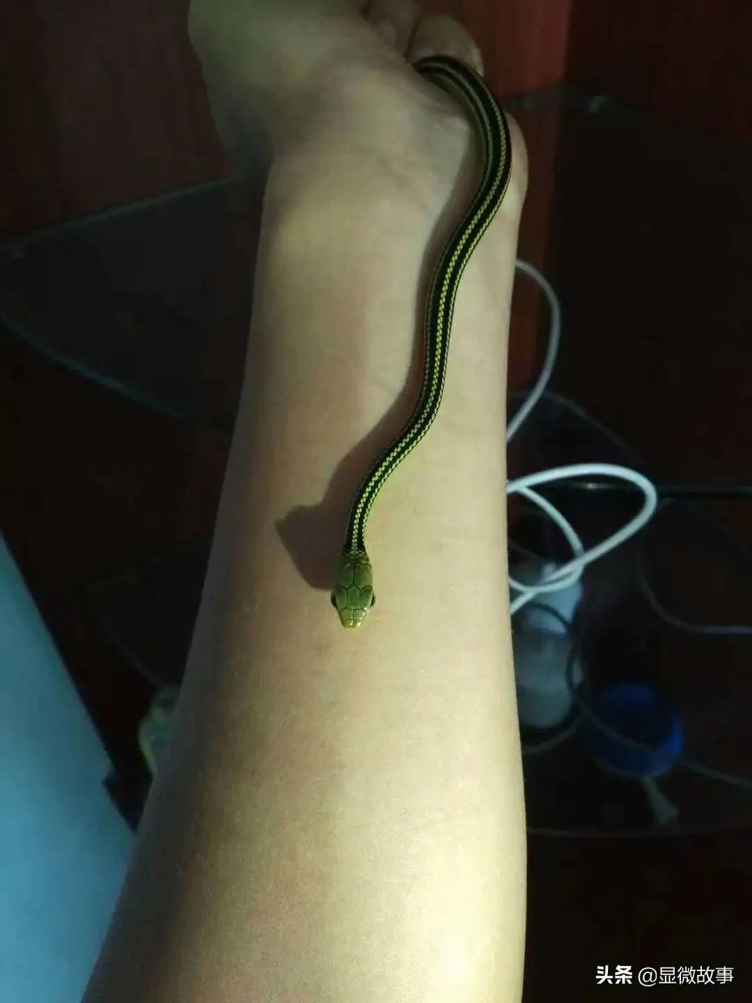 不粘人、难伺候、长得丑，但我就要养它