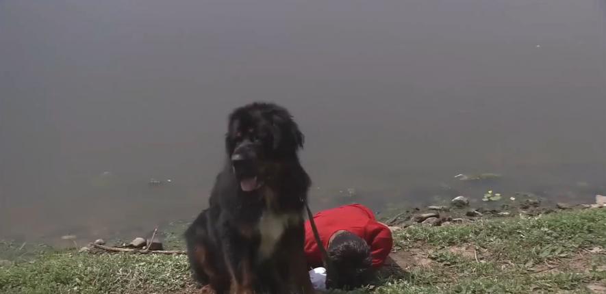 主人想把狗安乐死,主人选择抛弃狗狗