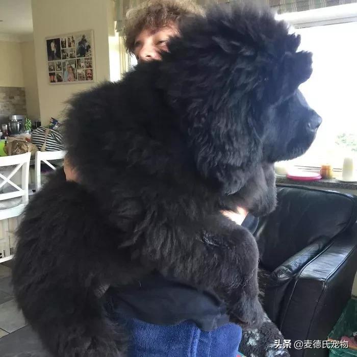 纽芬兰犬好养吗,纽芬兰犬为什么不建议养