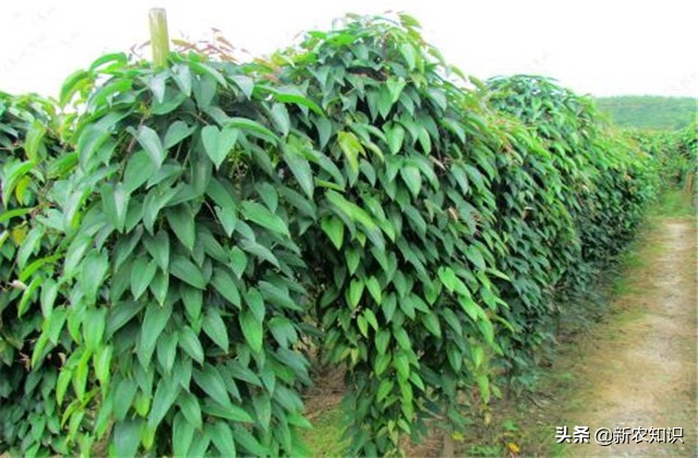 淮山高产施用微量元素方法,淮山高产优质栽培技术研究