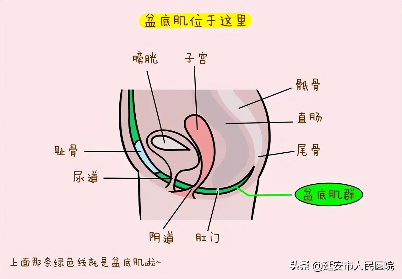 延安市第四人民医院盆底修复,延安市医院李爱明