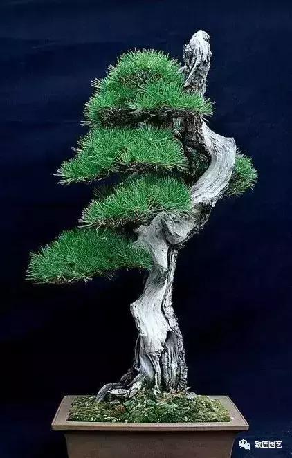 泰山松文人盆景,山松盆景100幅欣赏