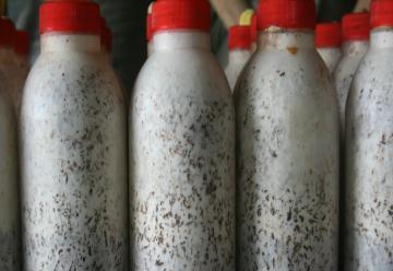 香菇养菌期间管理技术,香菇养菌室点菌接种后的管理方法