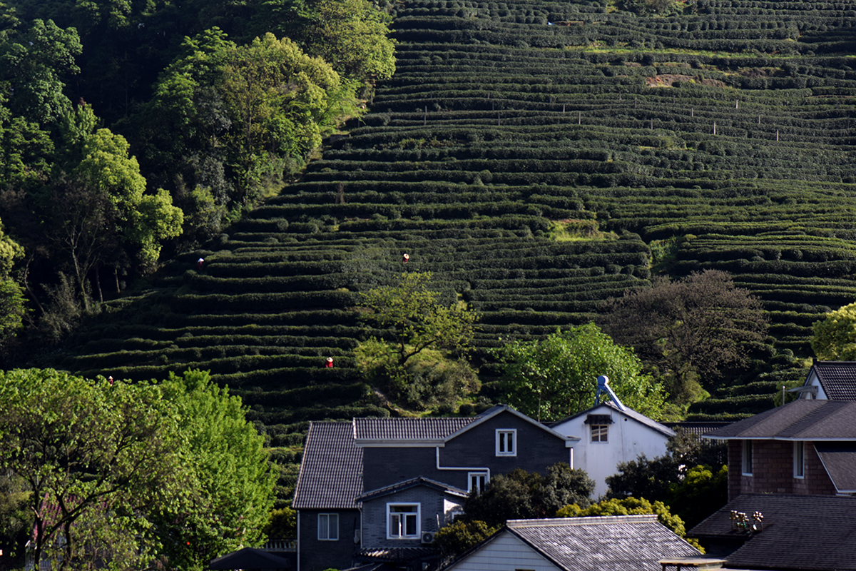 龙井哪里茶最正宗,龙井醉美山水茶