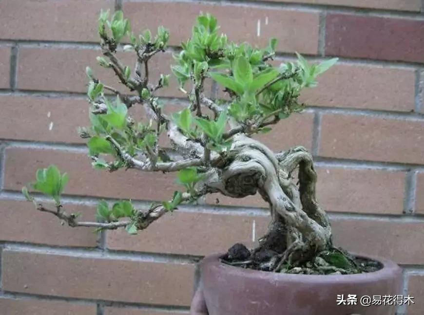 金银花黄叶子有黑斑是怎么回事,金银花现在发黄是啥原因