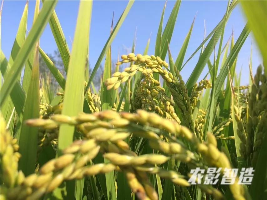 水稻种植基础知识大全,水稻种植管理资料汇编