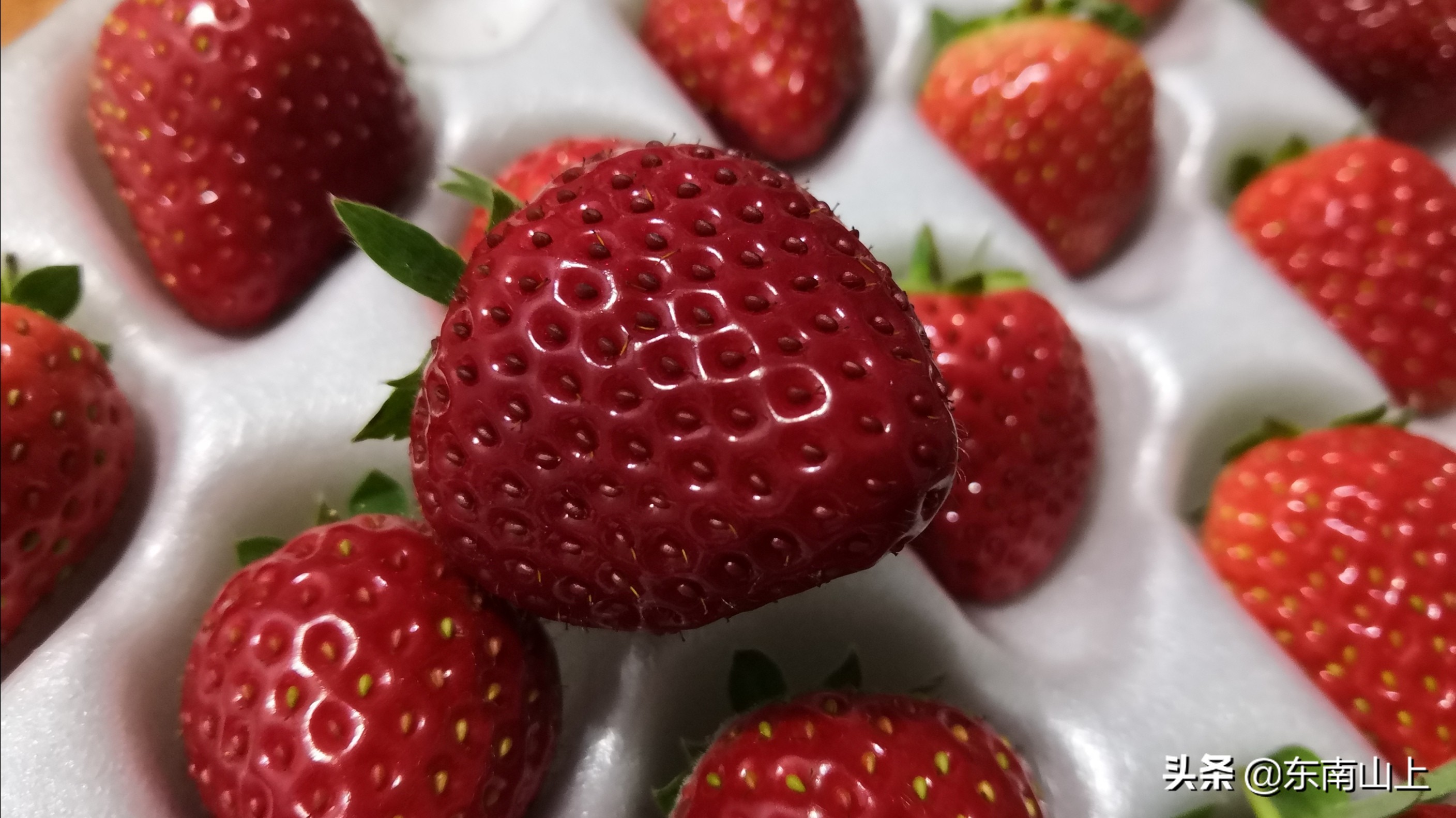 缺钙有什么症状和危害及原因,作物缺钙镁的症状图