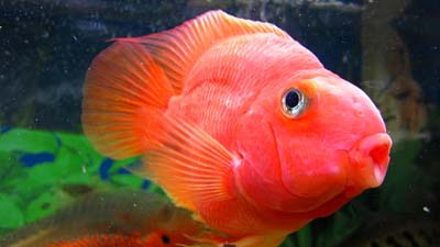 红鹦鹉鱼种类,红白鹦鹉鱼种类