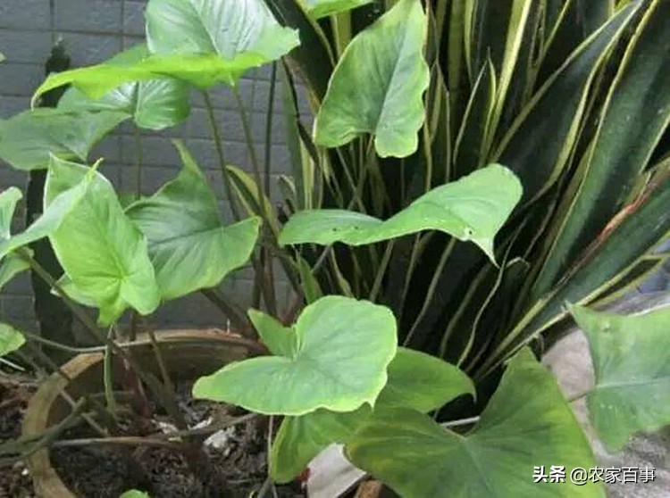 农村野草滴水观音,农村这种草看着不起眼根像小海螺