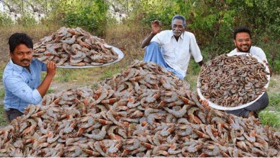 中国拒收印度虾,中国进口印度大虾
