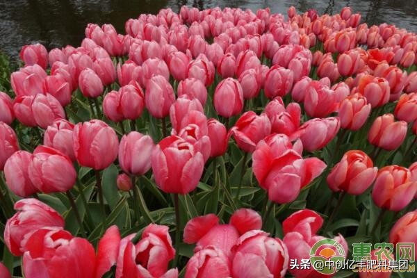 郁金香开花过后怎么处理,郁金香开花之后怎么处理