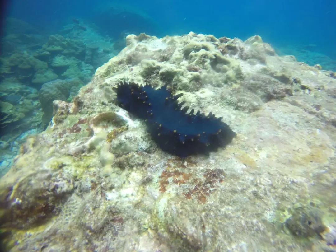 兔子的皮可以再生吗,兔子皮破了会死吗