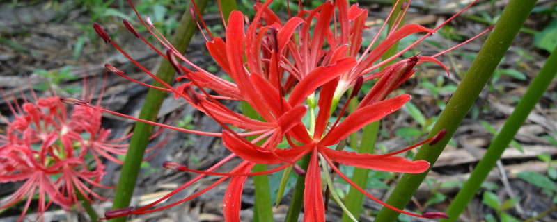 彼岸花可以带叶子栽吗,彼岸花的叶子可以吃吗