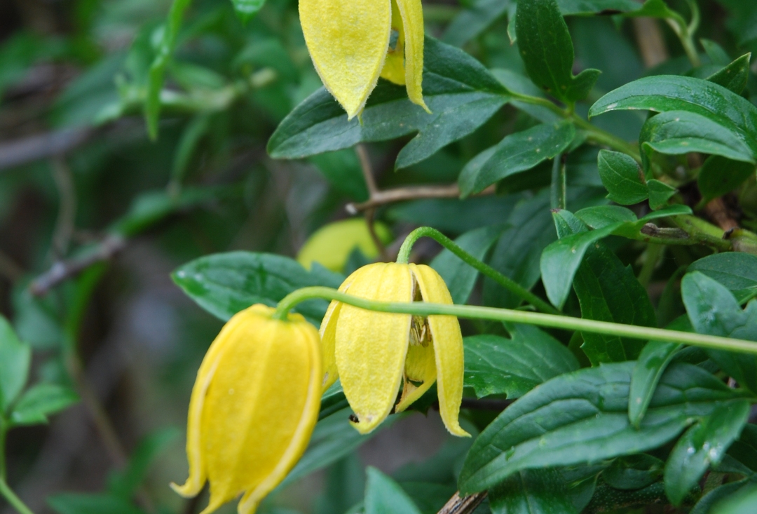 一棵就能爬满墙?这波操作服了