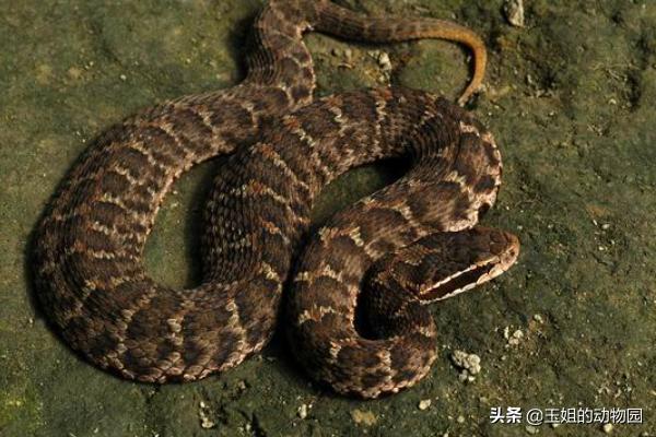 响尾蛇土公蛇谁的毒性更大,土公蛇的毒性多久发作