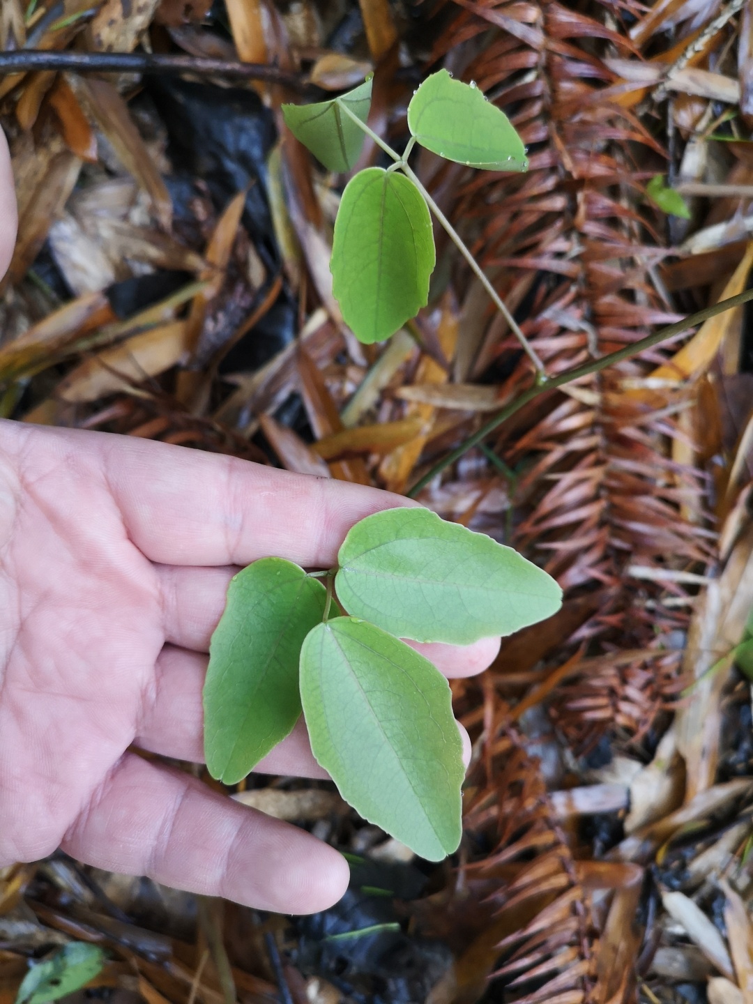 竹林深处探宝——只为了那一棵黄精