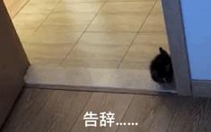 新手养猫没经验？小猫到新家，遇到问题详解（新手必看）