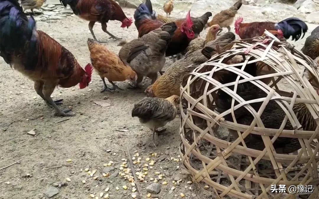 鸡为什么会吃鸡呢,鸡有没有智商该不该吃鸡