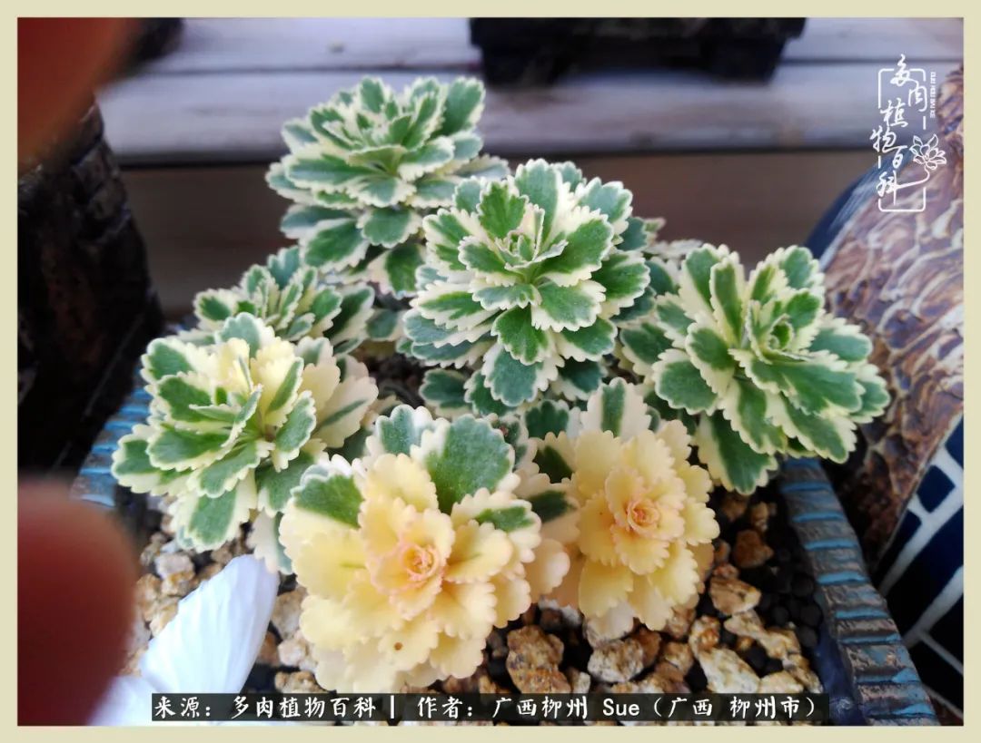 艳阳高照凉爽贵州,我要勤快地捕捉美好!(二)