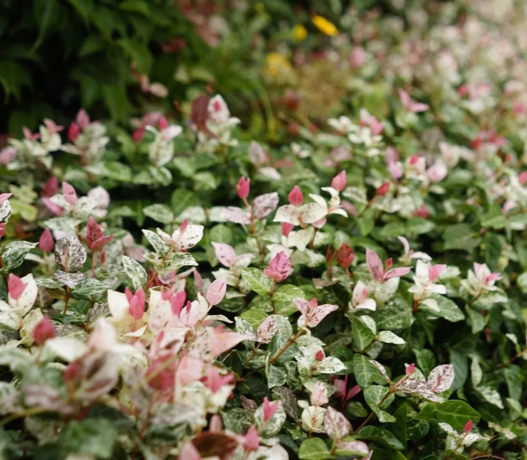 风车茉莉黄色白色粉色,黄风车茉莉和白风车茉莉区别