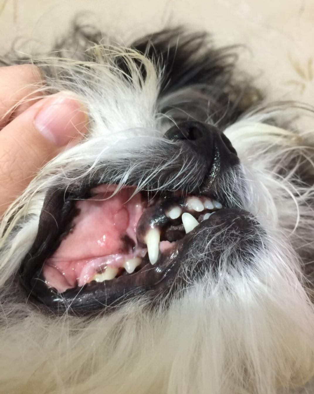 狗狗口炎特效药,狗狗口炎阿莫西林克拉维酸钾