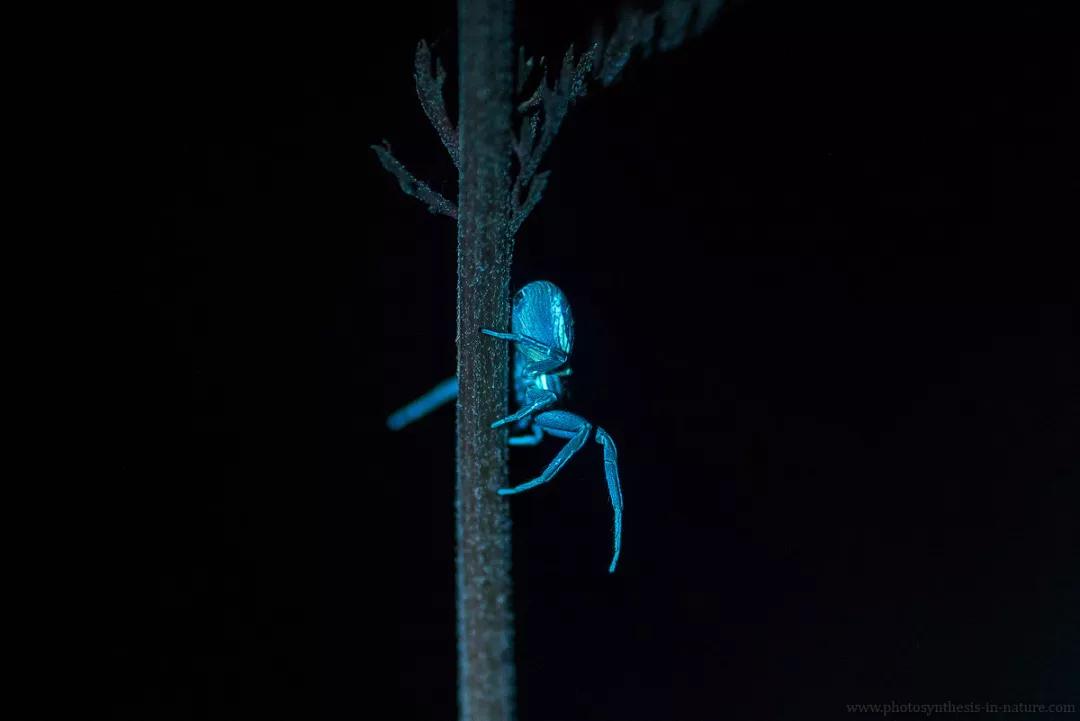 紫外线外星人真的存在吗,外星生命紫外线